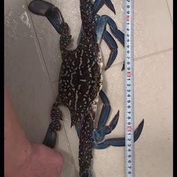 タイワンガザミ