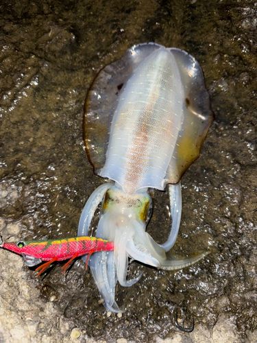 アオリイカの釣果