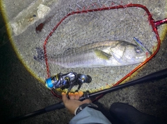 スズキの釣果