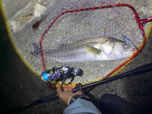 スズキの釣果