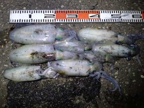 アオリイカの釣果