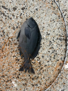 グレの釣果