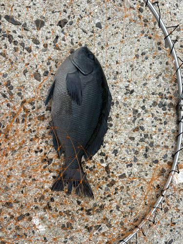 グレの釣果
