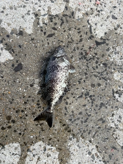 バリの釣果