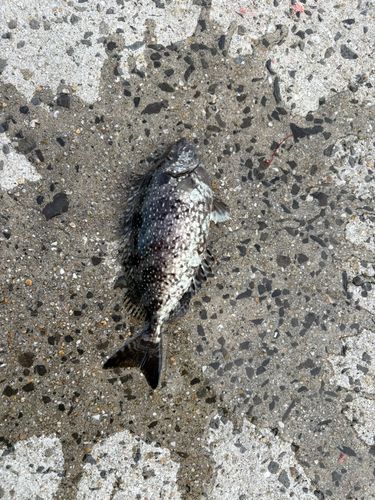バリの釣果