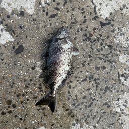 バリ