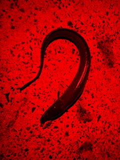 クロアナゴの釣果