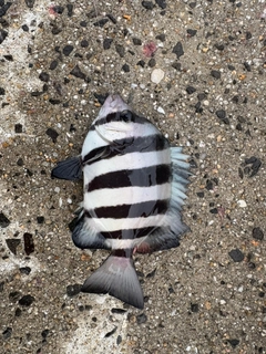 サンバソウの釣果