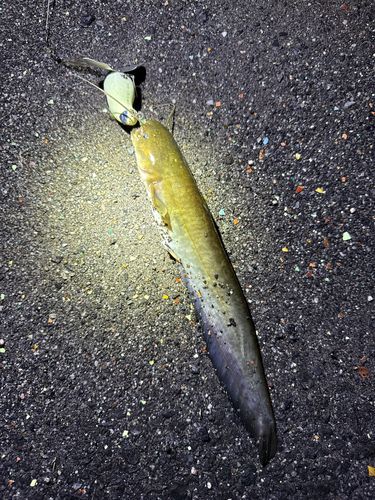 ナマズの釣果