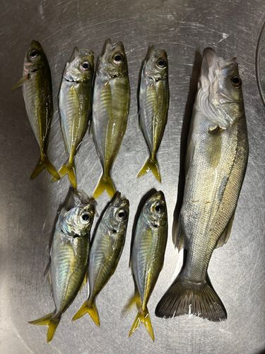 敦賀湾