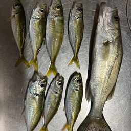 アジ