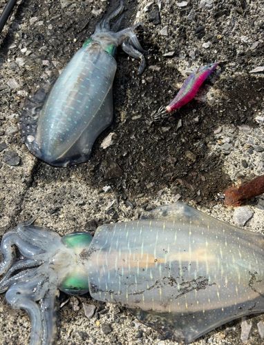 アオリイカの釣果
