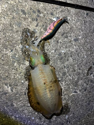 錦江湾