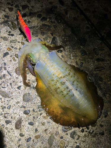 アオリイカの釣果