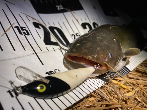 ニホンナマズの釣果