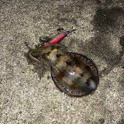 アオリイカ