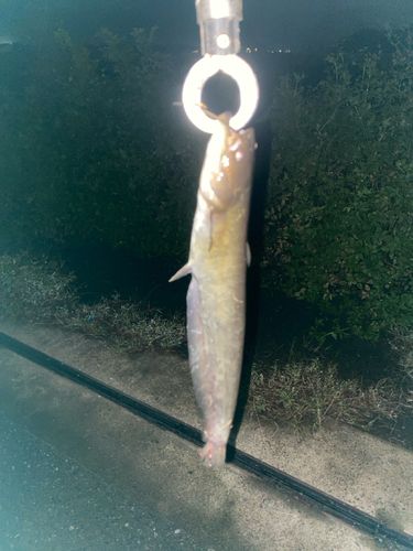 ナマズの釣果