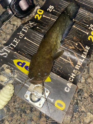 ナマズの釣果