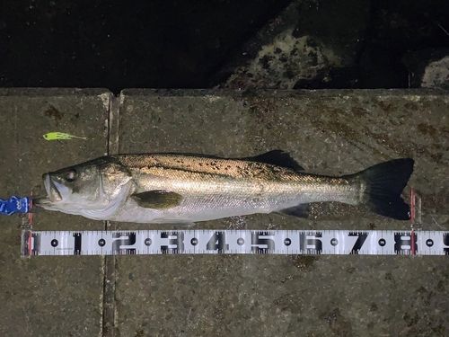 シーバスの釣果