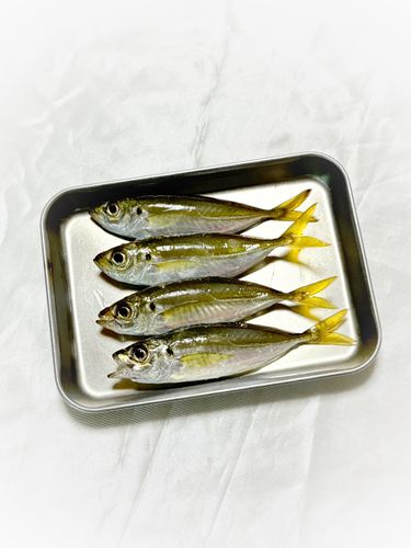 豊浜漁港