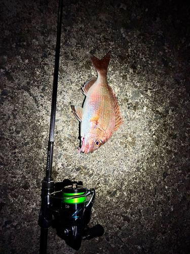 マダイの釣果