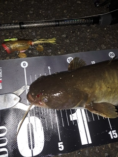 ナマズの釣果