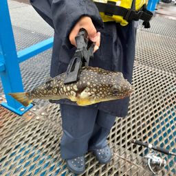 ショウサイフグ