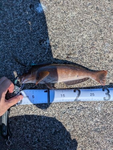 アイナメの釣果
