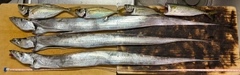 タチウオの釣果