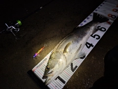 シーバスの釣果