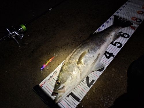 シーバスの釣果