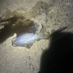 アオリイカ