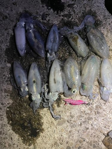 アオリイカの釣果