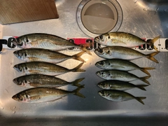 アジの釣果