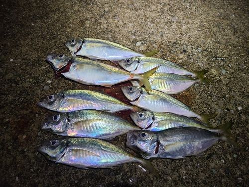 和歌浦湾