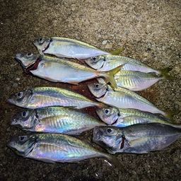 アジ