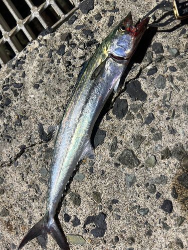 サゴシの釣果