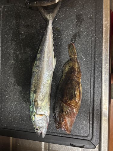 サゴシの釣果