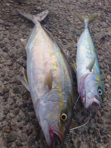 カンパチの釣果