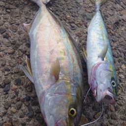 カンパチ