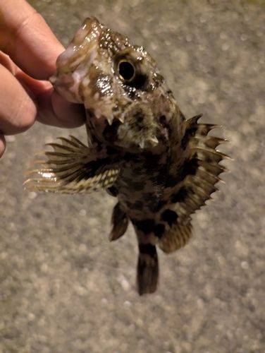 紀伊水道