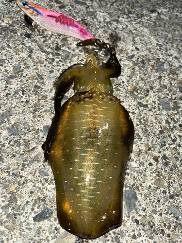 越前海岸