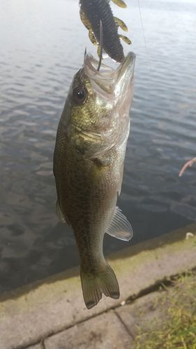 ラージマウスバスの釣果