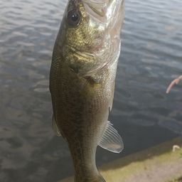 ラージマウスバス