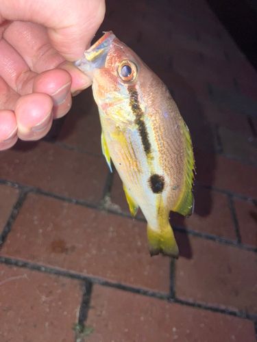 ヨコスジフエダイの釣果