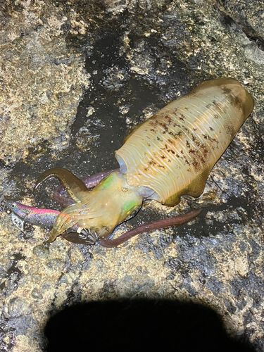 アオリイカの釣果