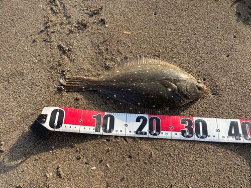 イシガレイの釣果