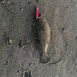 ヒラメ