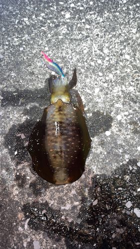 アオリイカの釣果