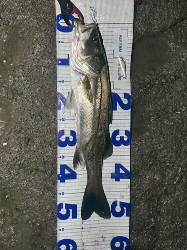 シーバスの釣果